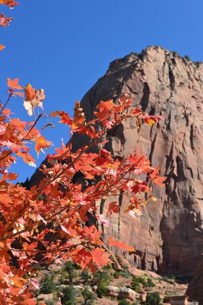 fall color Zion NP