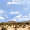 Desert Brush With Mountains Arizona