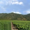 Vineyards Southern California Right Continuous