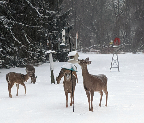 1 Deer Backyard