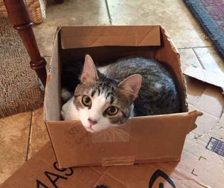 Box Car Cat