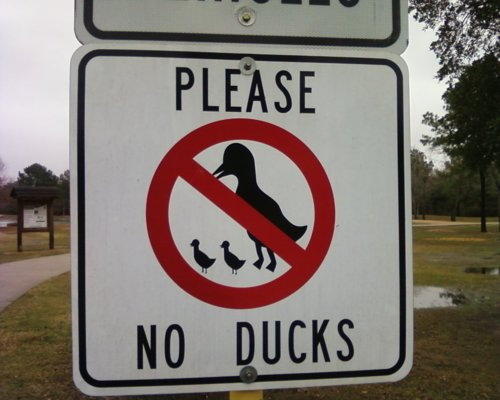 please-no-ducks
