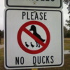 please-no-ducks