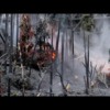 Forest_Fire_Movie