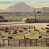 Western Ranch and Cattle