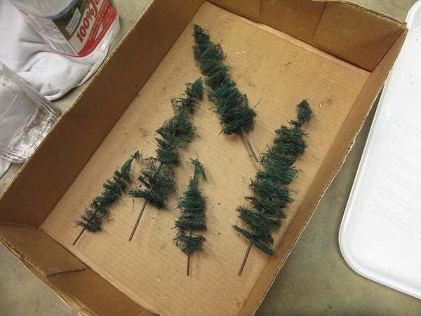conifers 6 inch 12 inch 02