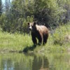 Adolescent Griz: Surprise encounter while kayaking on the Snake.