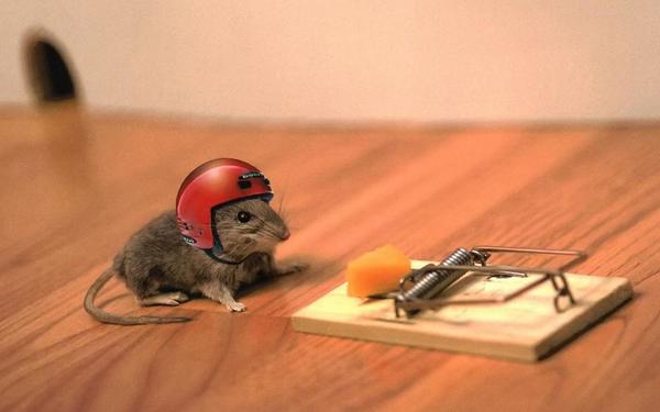 mouse-trap-helmet