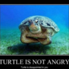 disapointed turtle