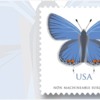 new-us-butterfly-stamp-eastern-tailed-blue