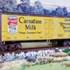 Carnation Milk-028