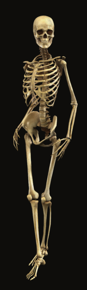 Full-3d-human-skeleton-bryan-brandenburg
